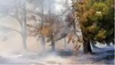 Son dakika haber! Çanakkale'de orman yangını Son dakika haber! Çanakkale'de orman yangını