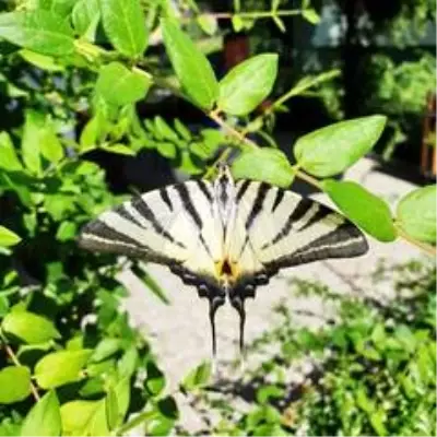 Çatal Kuyruklu Kelebek ilgi odağı oldu Çatal Kuyruklu Kelebek ilgi odağı oldu