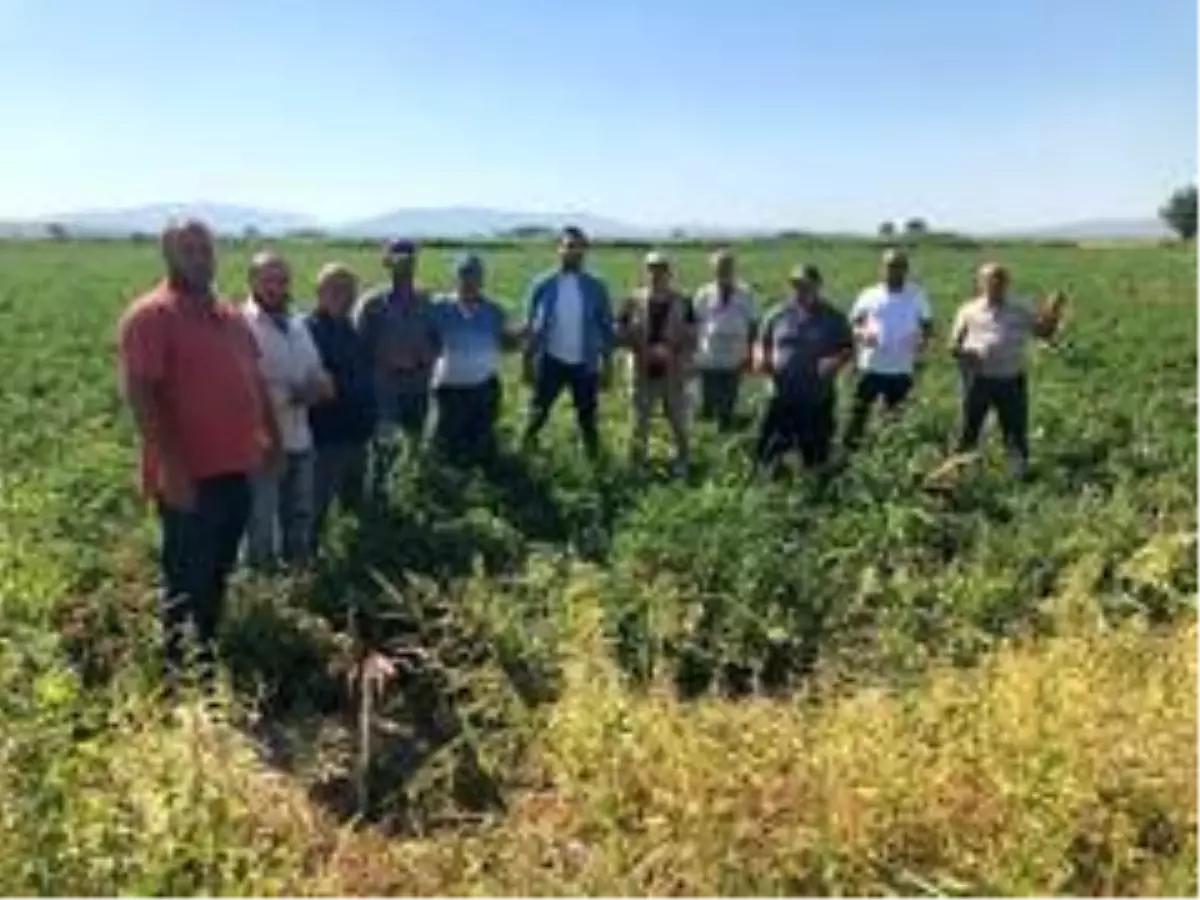 Fabrikalar sözleşmeye uymadı, fiyatlar 30 kuruşa düştü