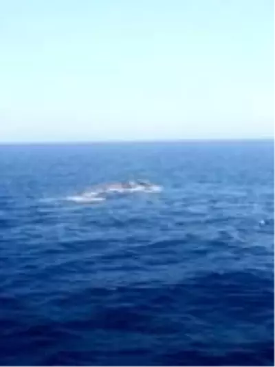 Son dakika haberleri! Finike Körfezi'nde ölü balina görüntülendi Son dakika haberleri! Finike Körfezi'nde ölü balina görüntülendi