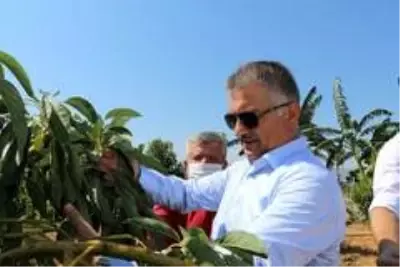 Gazipaşa tropikal meyve üretiminde çığır açacak Gazipaşa tropikal meyve üretiminde çığır açacak