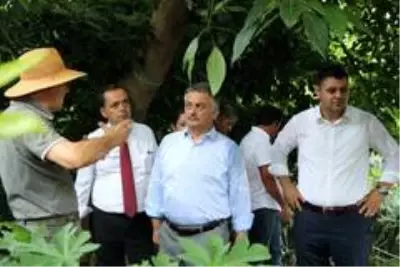 Gazipaşa tropikal meyve üretiminde çığır açacak Gazipaşa tropikal meyve üretiminde çığır açacak