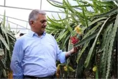 Gazipaşa tropikal meyve üretiminde çığır açacak Gazipaşa tropikal meyve üretiminde çığır açacak
