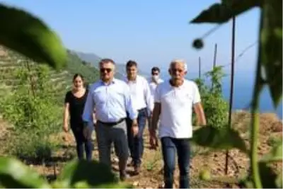 Gazipaşa tropikal meyve üretiminde çığır açacak Gazipaşa tropikal meyve üretiminde çığır açacak
