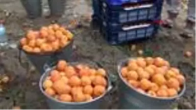 Güneşin zararlı etkilerine karşı kayısı ve havuç önerisi Güneşin zararlı etkilerine karşı kayısı ve havuç önerisi