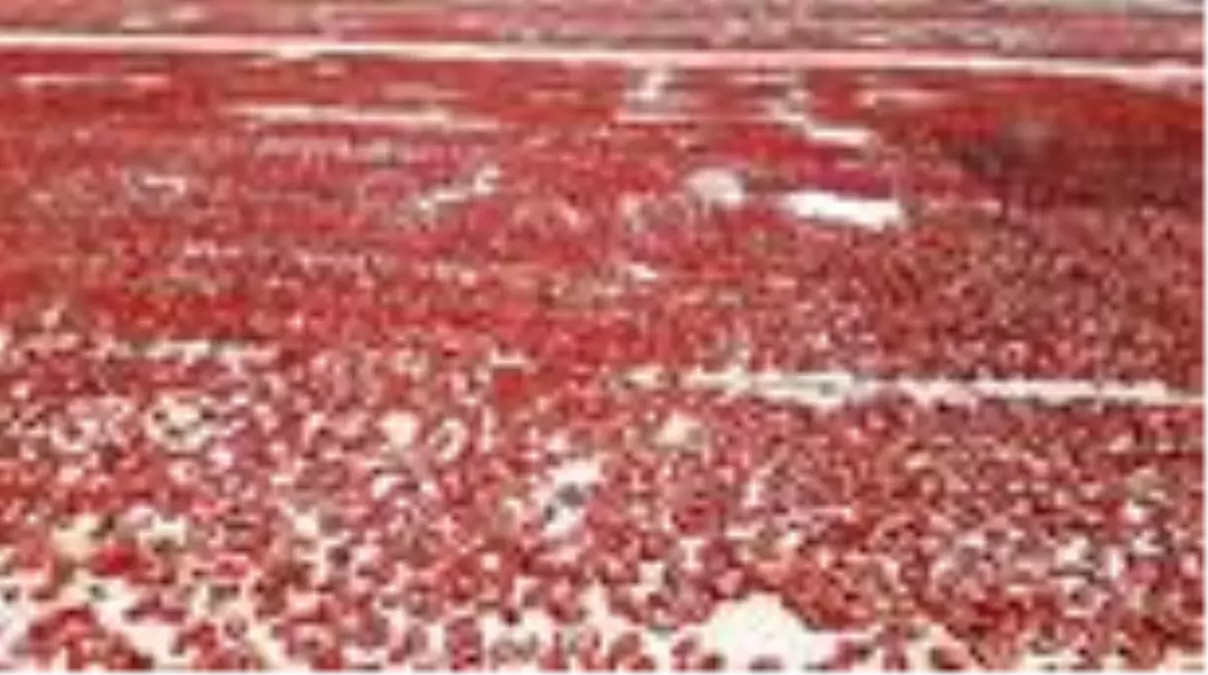 Güneşte kurutulan domatesler 6 ülkeye ihraç ediliyor