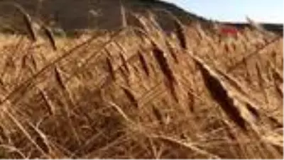 Kars'ta kavılca buğdayının hasadı başladı Kars'ta kavılca buğdayının hasadı başladı