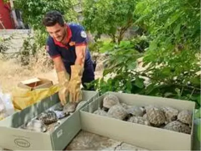 Son Dakika: Kullanılmayan evin bahçesinden onlarca kaplumbağa çıktı Son Dakika: Kullanılmayan evin bahçesinden onlarca kaplumbağa çıktı