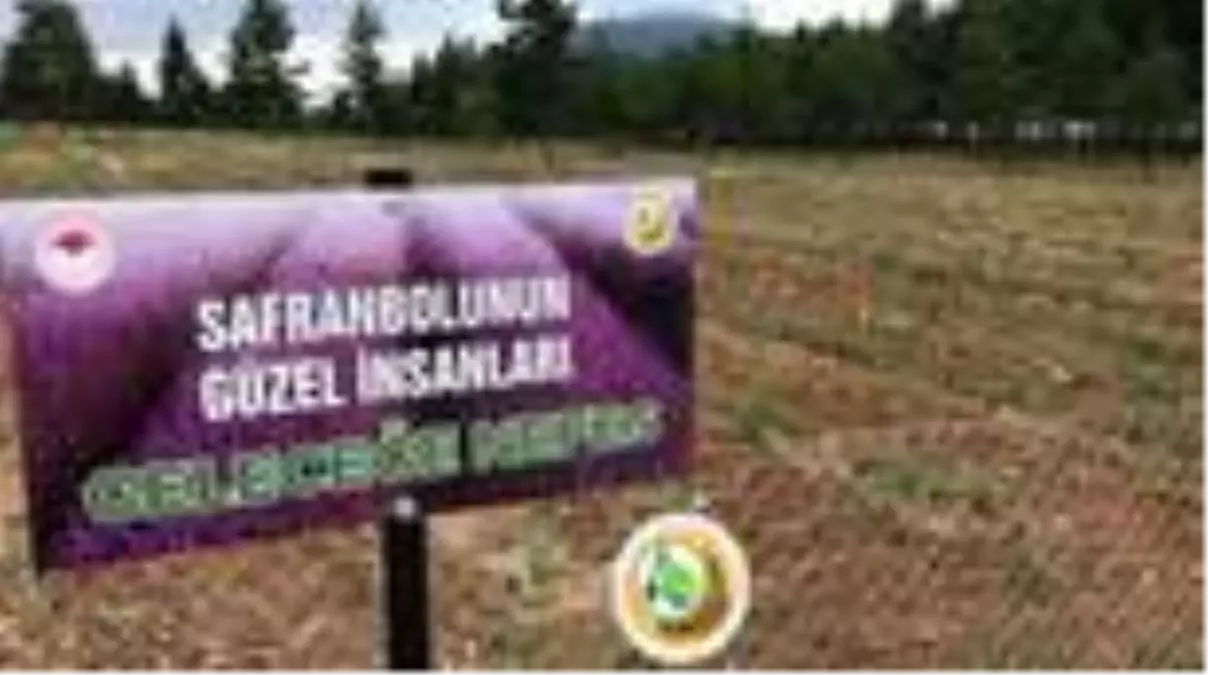 Lavanta ormanı Safranbolu'ya ekonomik değer katacak