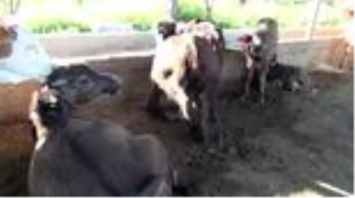 Manda sütünden ürettiği dondurmayla müşterilerine yetişemiyor