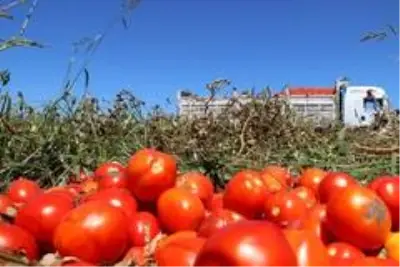 Manisa'da domatesler tarlada kaldı Manisa'da domatesler tarlada kaldı