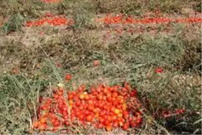 Manisa'da domatesler tarlada kaldı Manisa'da domatesler tarlada kaldı