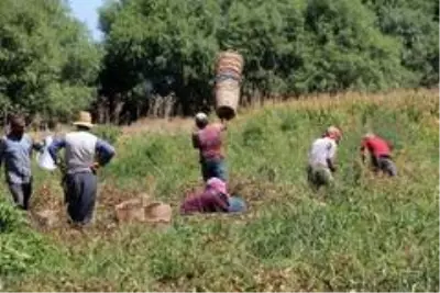 Manisa'da domatesler tarlada kaldı Manisa'da domatesler tarlada kaldı