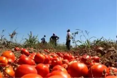 Manisa'da domatesler tarlada kaldı Manisa'da domatesler tarlada kaldı
