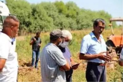 Manisa'da domatesler tarlada kaldı Manisa'da domatesler tarlada kaldı