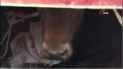 Otlanırken çalınan buzağı, otomobilin bagajında ölmek üzereyken bulundu Otlanırken çalınan buzağı, otomobilin bagajında ölmek üzereyken bulundu