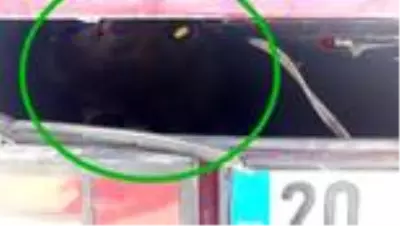 Otlanırken çalınan buzağı, otomobilin bagajında ölmek üzereyken bulundu Otlanırken çalınan buzağı, otomobilin bagajında ölmek üzereyken bulundu