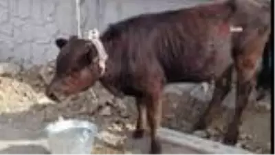 Otlanırken çalınan buzağı, otomobilin bagajında ölmek üzereyken bulundu Otlanırken çalınan buzağı, otomobilin bagajında ölmek üzereyken bulundu