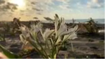 Nesli tükenmekte olan kum zambağı Kocaali sahillerini süslüyor Nesli tükenmekte olan kum zambağı Kocaali sahillerini süslüyor