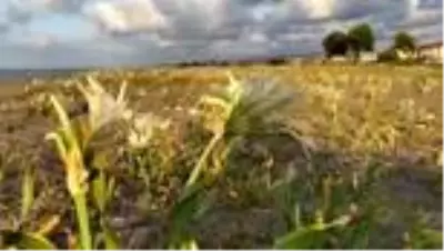Nesli tükenmekte olan kum zambağı Kocaali sahillerini süslüyor Nesli tükenmekte olan kum zambağı Kocaali sahillerini süslüyor