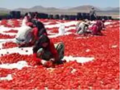 Niğde'den 6 ülkeye kurutulmuş domates ihracatı Niğde'den 6 ülkeye kurutulmuş domates ihracatı