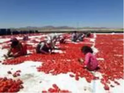 Niğde'den 6 ülkeye kurutulmuş domates ihracatı Niğde'den 6 ülkeye kurutulmuş domates ihracatı