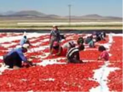 Niğde'den 6 ülkeye kurutulmuş domates ihracatı Niğde'den 6 ülkeye kurutulmuş domates ihracatı