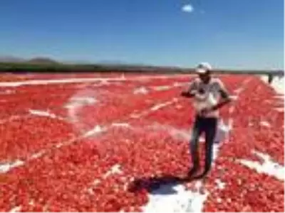 Niğde'den 6 ülkeye kurutulmuş domates ihracatı Niğde'den 6 ülkeye kurutulmuş domates ihracatı