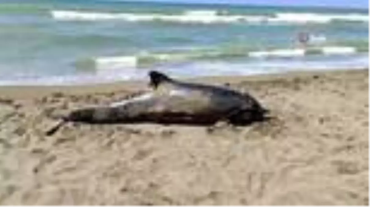 Son dakika haberi: Ölü yunus balığı karaya vurdu