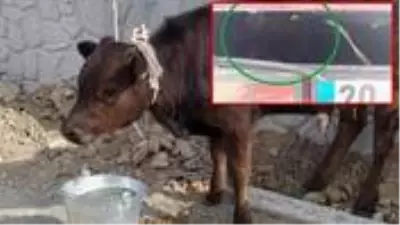 Otlanırken çalınan buzağı, otomobilin bagajında ölmek üzereyken bulundu Otlanırken çalınan buzağı, otomobilin bagajında ölmek üzereyken bulundu