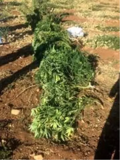 Son Dakika: Patlıcan tarlasında kenevir bitkisi ele geçirildi Son Dakika: Patlıcan tarlasında kenevir bitkisi ele geçirildi