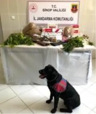Son dakika haberleri | Sinop'ta uyuşturucu operasyonu: 2 gözaltı Son dakika haberleri | Sinop'ta uyuşturucu operasyonu: 2 gözaltı