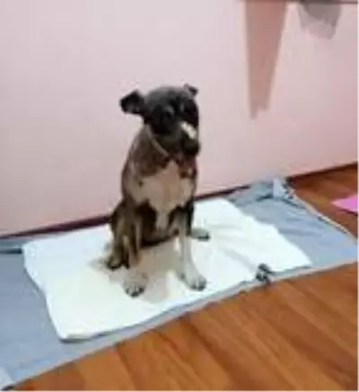 Sokak köpeği Tokyo yeni hayatına yeni ailesiyle başladı Sokak köpeği Tokyo yeni hayatına yeni ailesiyle başladı