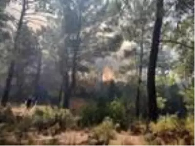 Son dakika haber! Söndürülmeyen mangal ateşi, ormanı yaktı Son dakika haber! Söndürülmeyen mangal ateşi, ormanı yaktı