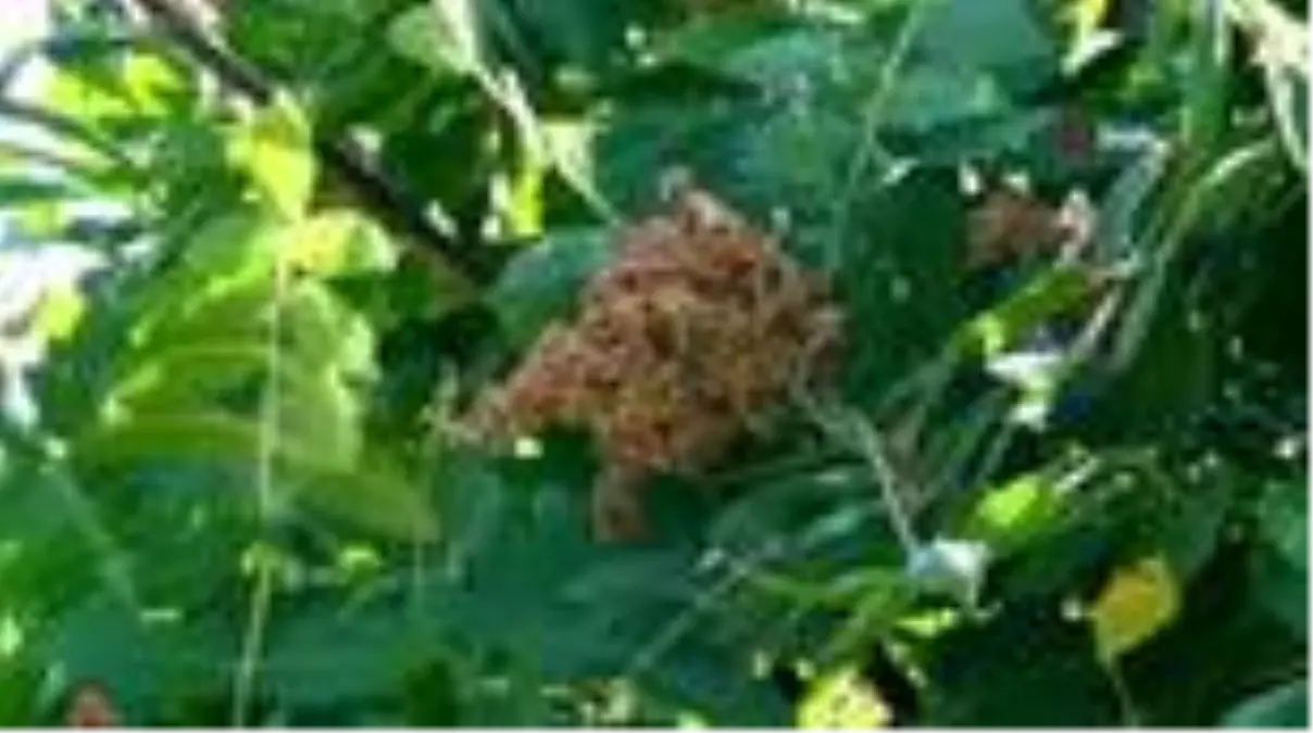 Sumak ekşisinde hasat dönemi