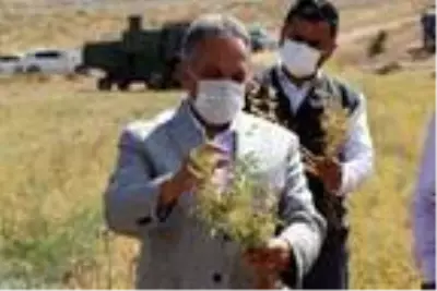 Talas'ta 200 dekar alana ekilen nohudun hasadı yapıldı Talas'ta 200 dekar alana ekilen nohudun hasadı yapıldı