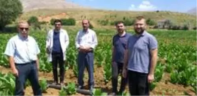 Tarımda viral hastalıklarla mücadele araştırması yapıldı Tarımda viral hastalıklarla mücadele araştırması yapıldı