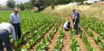Tarımda viral hastalıklarla mücadele araştırması yapıldı Tarımda viral hastalıklarla mücadele araştırması yapıldı