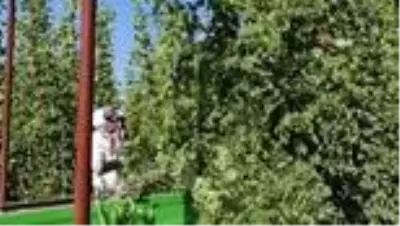 Türkiye'de sadece Bilecik'te yetişiyor Türkiye'de sadece Bilecik'te yetişiyor