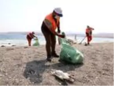 Son dakika! Van'da martı ölümlerinin nedeni; açlık ve stres (2) Son dakika! Van'da martı ölümlerinin nedeni; açlık ve stres (2)