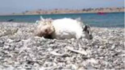 Son dakika... Van'da martı ölümlerinin nedeni; açlık ve stres Son dakika... Van'da martı ölümlerinin nedeni; açlık ve stres