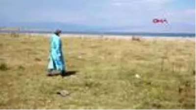 Son dakika... Van'da martı ölümlerinin nedeni; açlık ve stres Son dakika... Van'da martı ölümlerinin nedeni; açlık ve stres