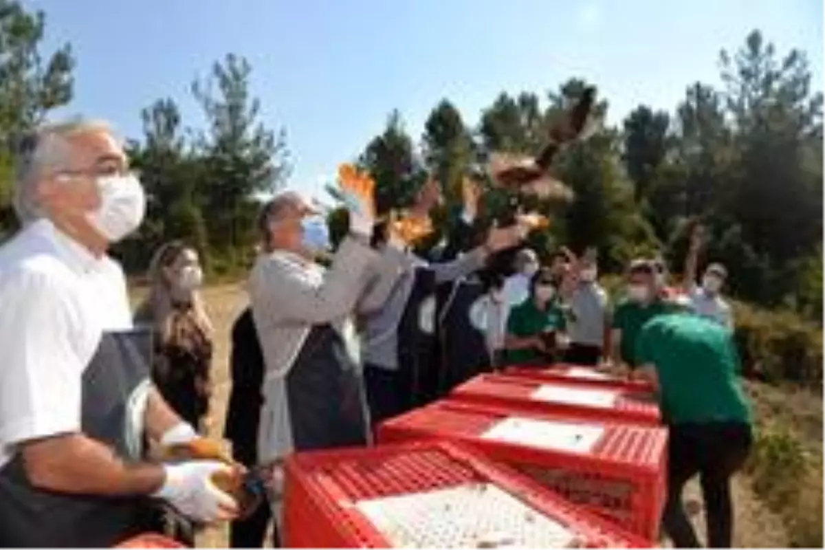 Yalova'da bin adet sülün doğayla buluştu