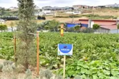 Yaşam Bahçesi bin 556 ailenin sofrasına umut oldu Yaşam Bahçesi bin 556 ailenin sofrasına umut oldu