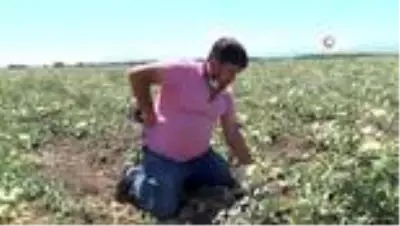 'Yeşil Çomlu kavunu' sofralardaki yerini almaya hazırlanıyor 'Yeşil Çomlu kavunu' sofralardaki yerini almaya hazırlanıyor