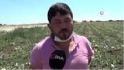 'Yeşil Çomlu kavunu' sofralardaki yerini almaya hazırlanıyor 'Yeşil Çomlu kavunu' sofralardaki yerini almaya hazırlanıyor