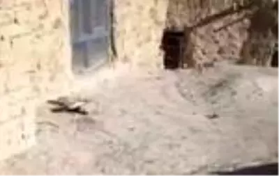 Ailesini korumak için kalaşnikofa sarılan 15 yaşındaki Afgan kız çocuğu kahraman mı kurban mı? Ailesini korumak için kalaşnikofa sarılan 15 yaşındaki Afgan kız çocuğu kahraman mı kurban mı?