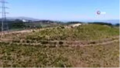 Bursa'nın yanan ciğerlerini tıbbi aromatik bitkiler tedavi etti Bursa'nın yanan ciğerlerini tıbbi aromatik bitkiler tedavi etti