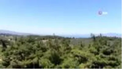 Bursa'nın yanan ciğerlerini tıbbi aromatik bitkiler tedavi etti Bursa'nın yanan ciğerlerini tıbbi aromatik bitkiler tedavi etti