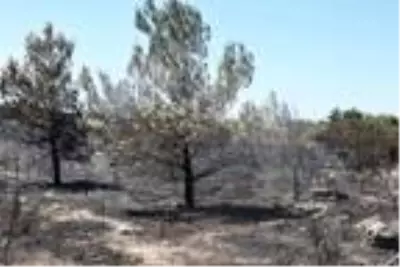 Son dakika gündem: Çeşme'deki yangında boşaltılan sitenin sakinleri konuştu Son dakika gündem: Çeşme'deki yangında boşaltılan sitenin sakinleri konuştu